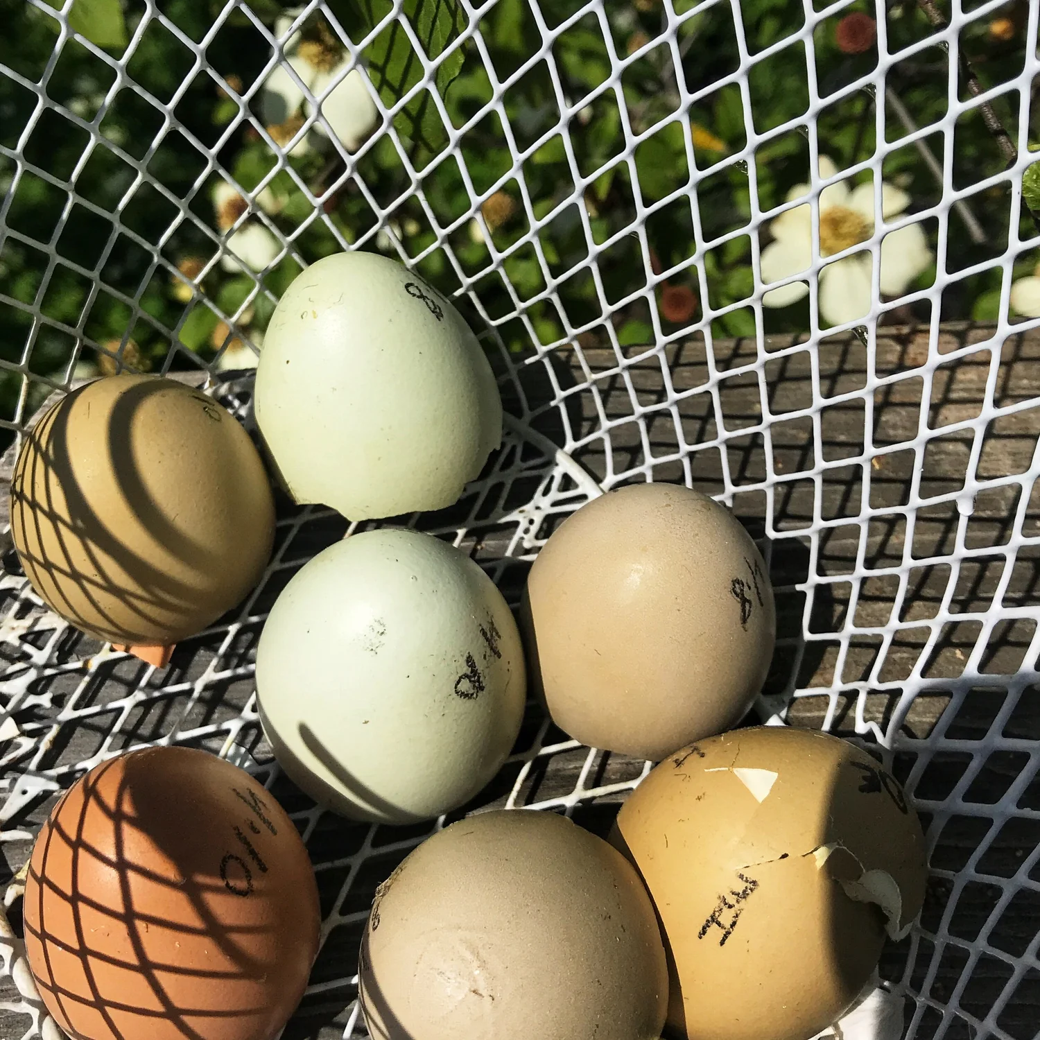 Hatching Eggs: Hens' Choice at Flower Feather Farm, Specialty